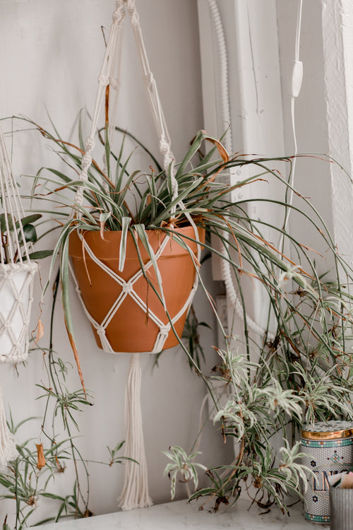 Botanical Touch